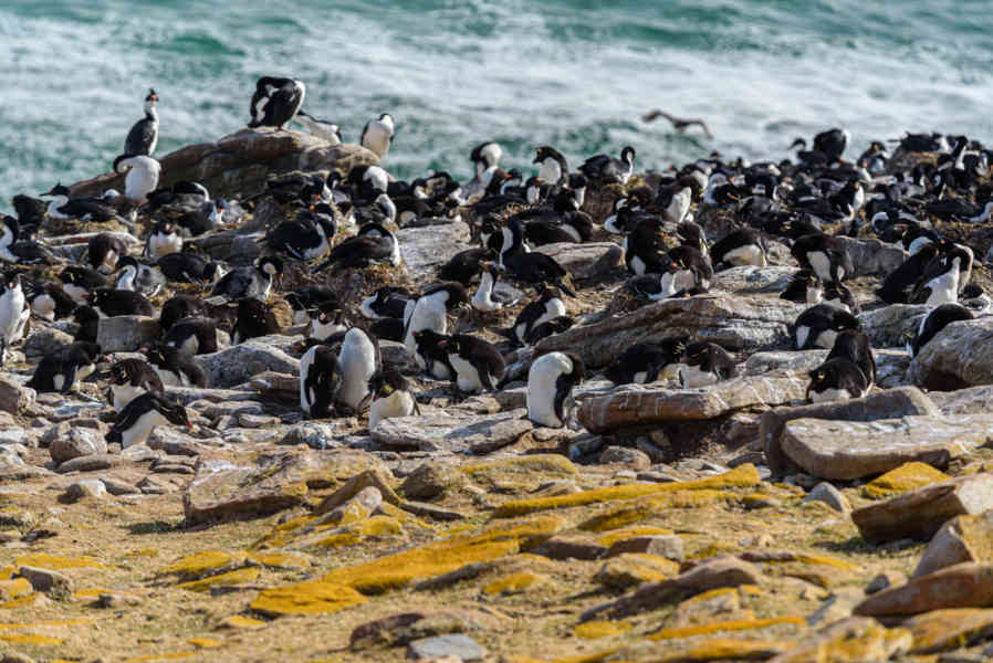 Pingüino Rockhopper - islas Falkland o Malvinas 39.jpg